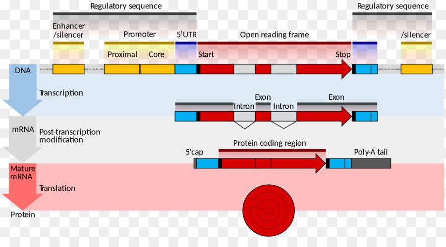 Gene Estrutura，Rna Mensageiro PNG