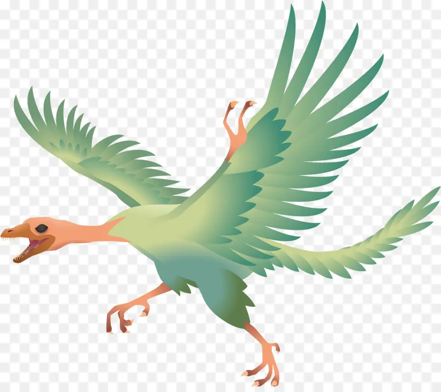 O Archaeopteryx，Aves PNG