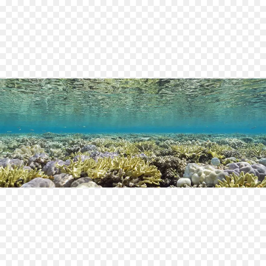 Mar，Seascape PNG