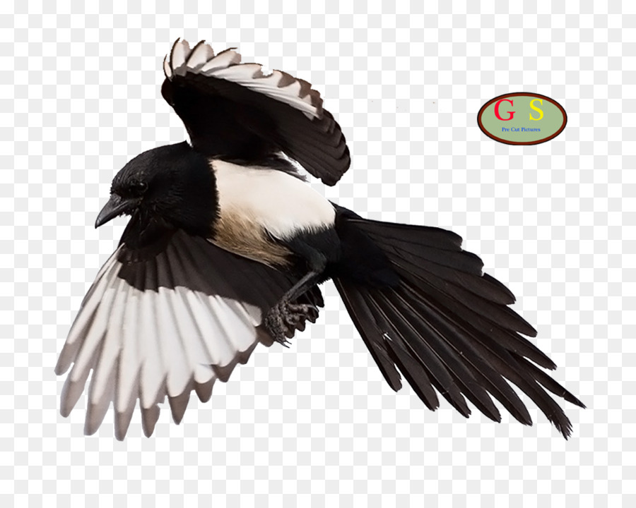 Eurásia Magpie，Urubu PNG