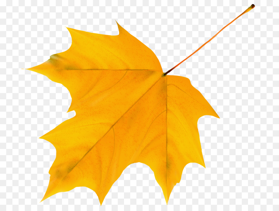 Maple Leaf，Folha PNG