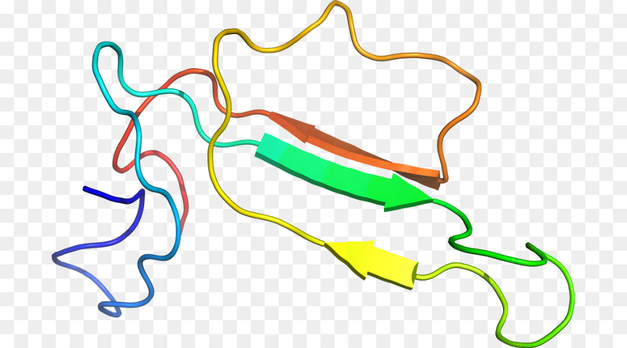 Estrutura Proteica，Molecular PNG