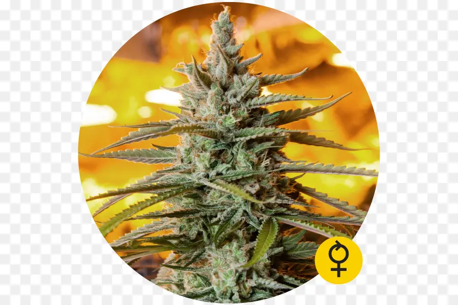 Planta De Cannabis，Maconha PNG