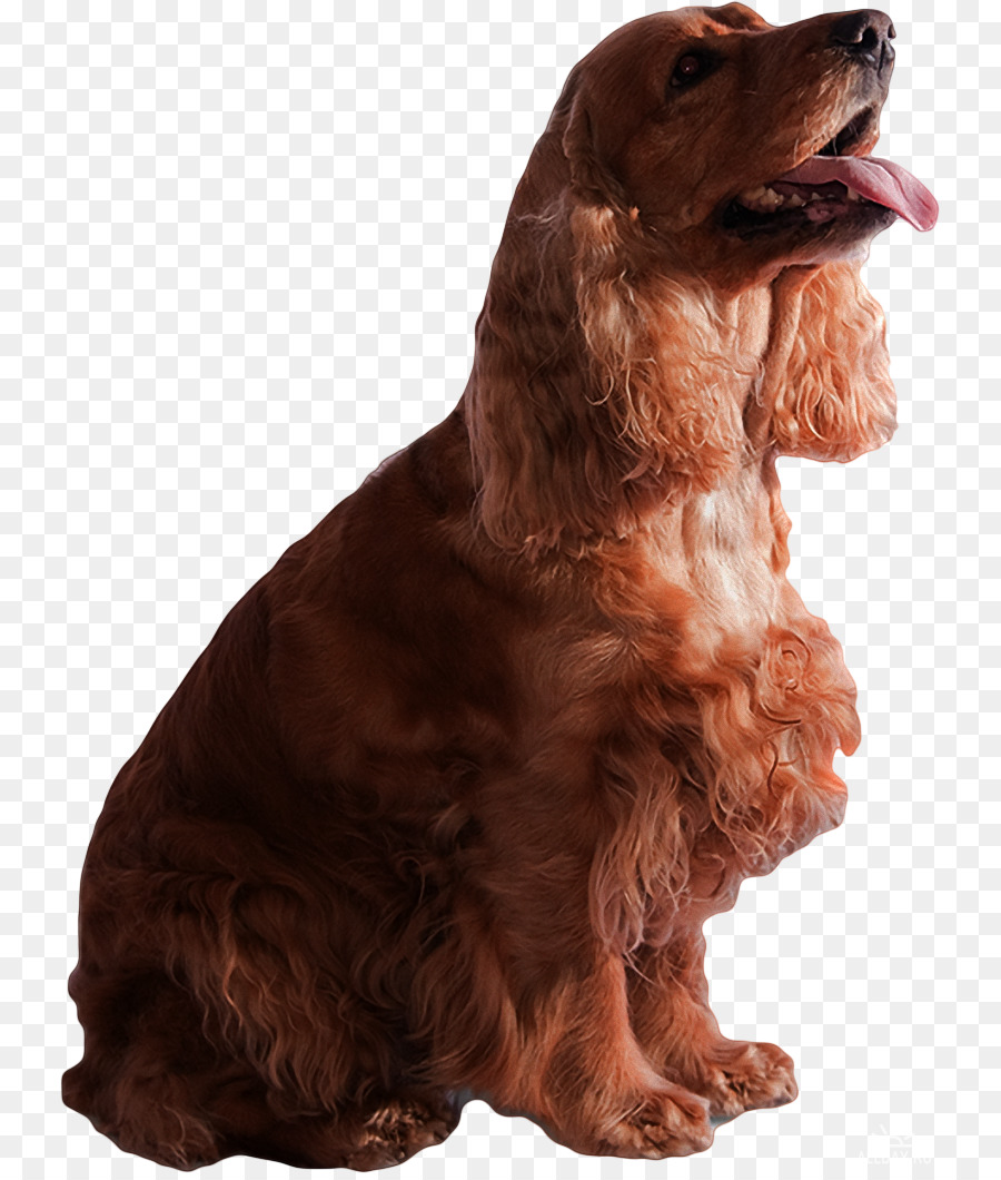 Campo Spaniel，American Cocker Spaniel PNG