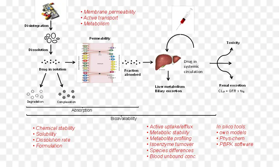 Diagrama De Absorção De Drogas，Farmacocinética PNG