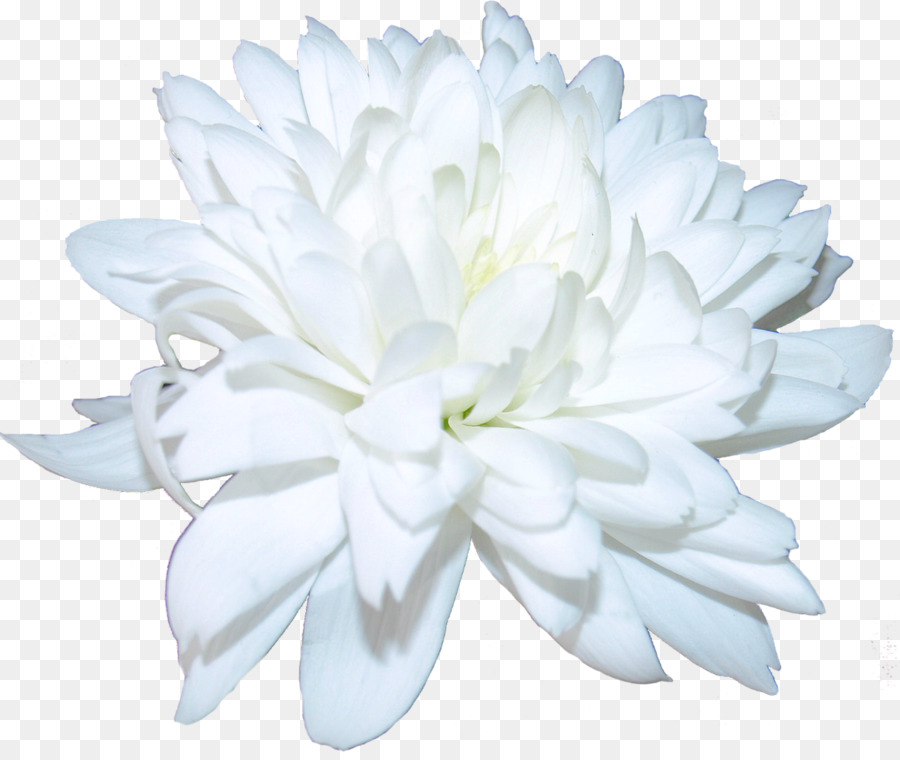 Crisântemo，Flores De Corte PNG