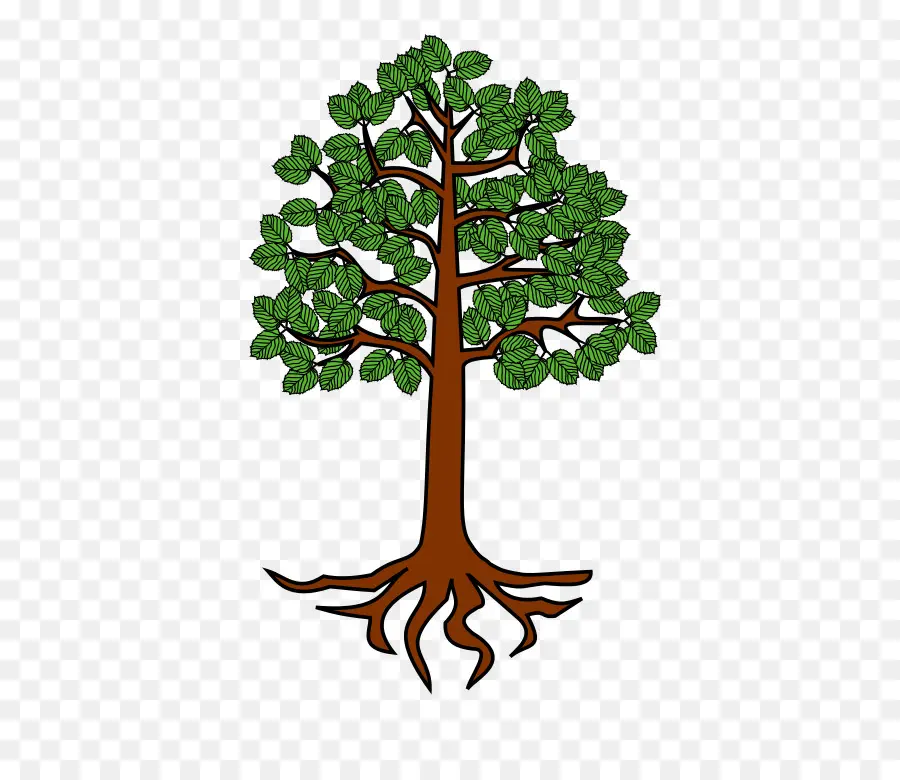 árvore，Raiz PNG
