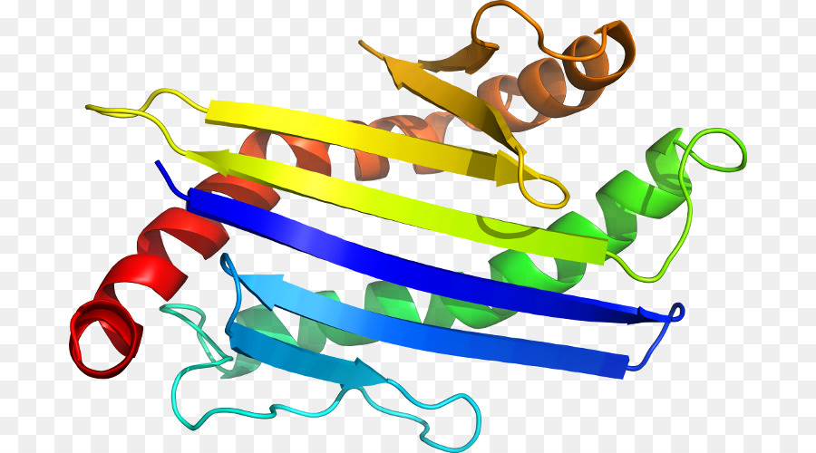 Estrutura Proteica，Biologia PNG