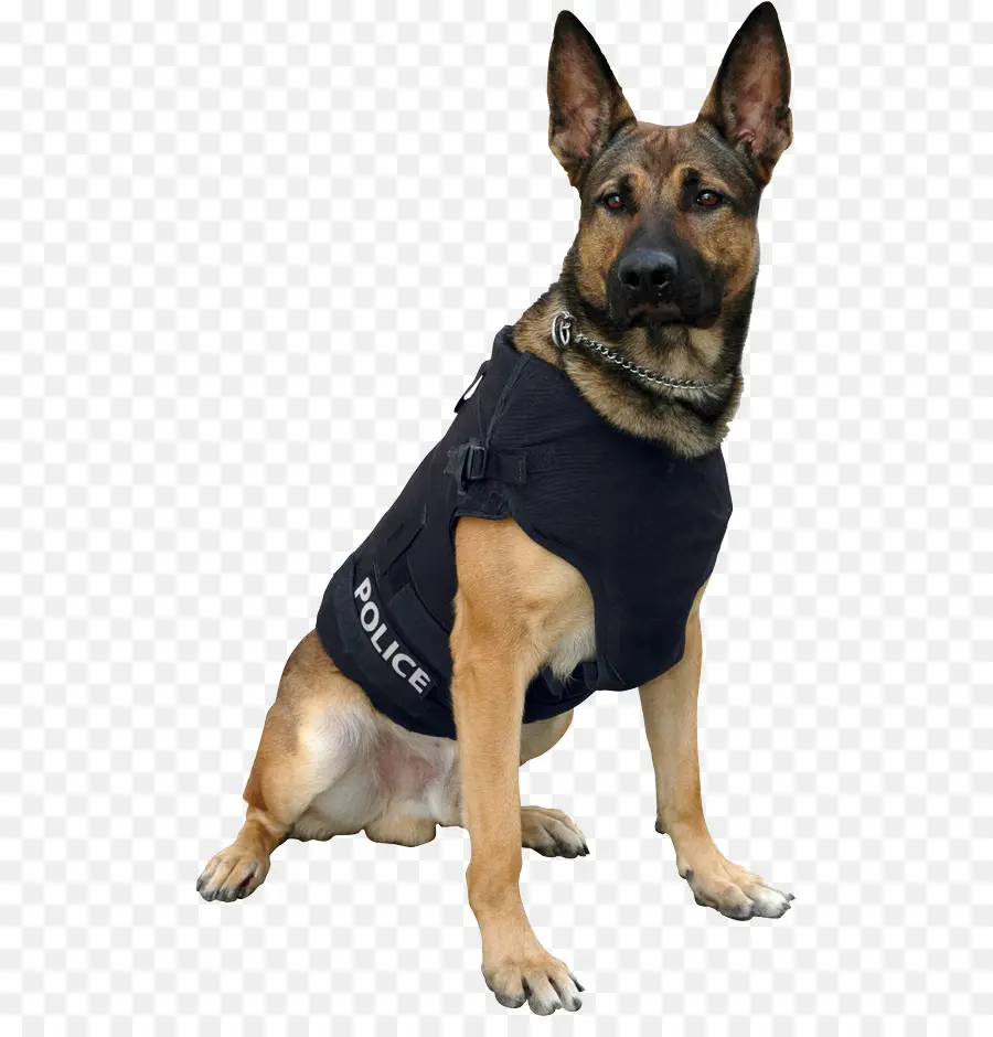 Pastor Alemão，Cão Policial PNG