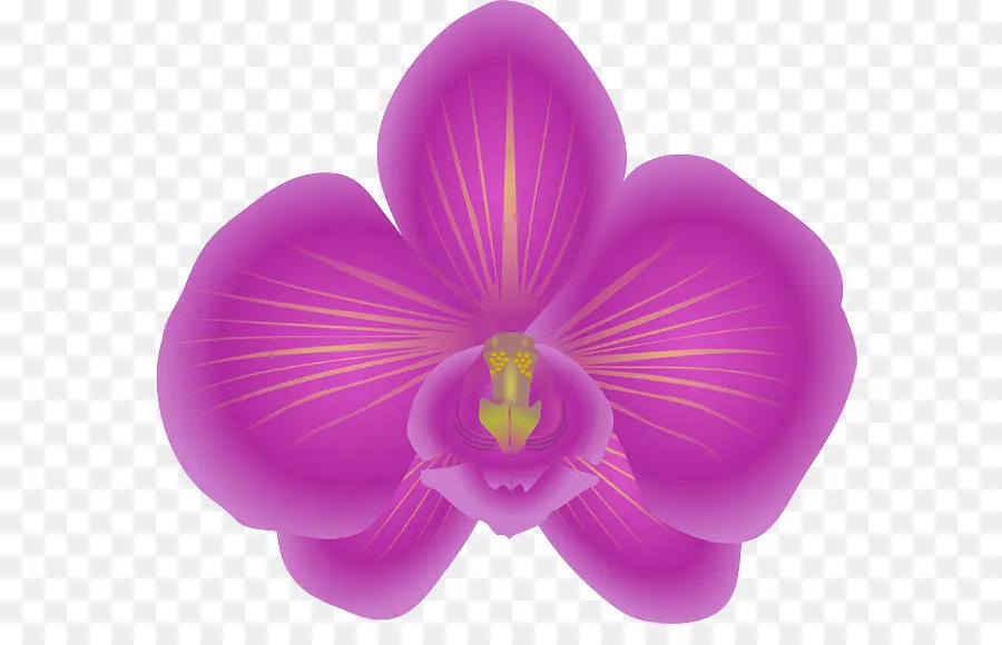 Orquídea Roxa，Florescer PNG