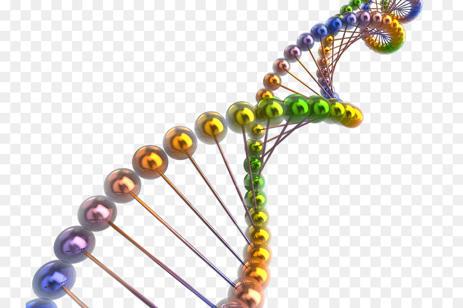 Hélice De Dna Colorida，Colorido PNG