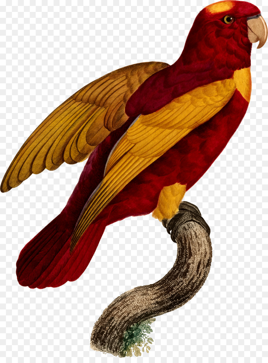 Papagaio Vermelho，Exótico PNG