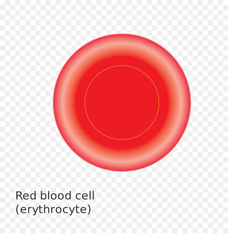 Glóbulo Vermelho，Eritrócito PNG