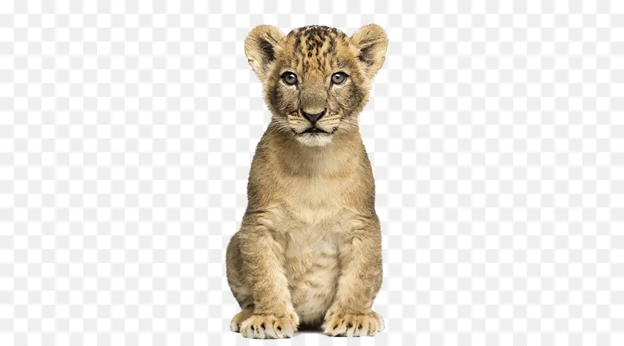 Leão，Cheetah PNG