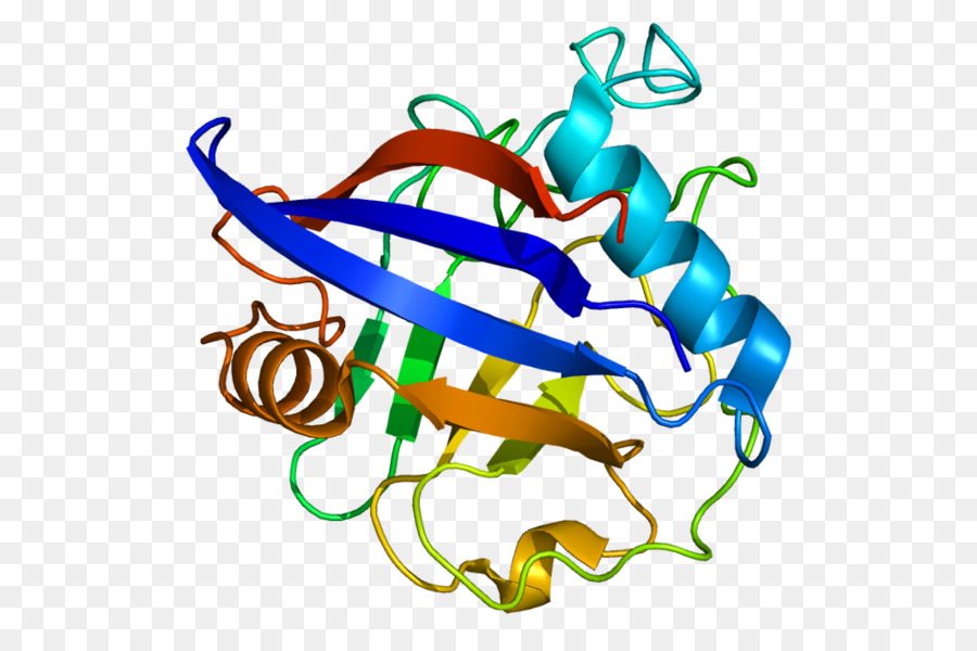 Gene，Isomerase PNG