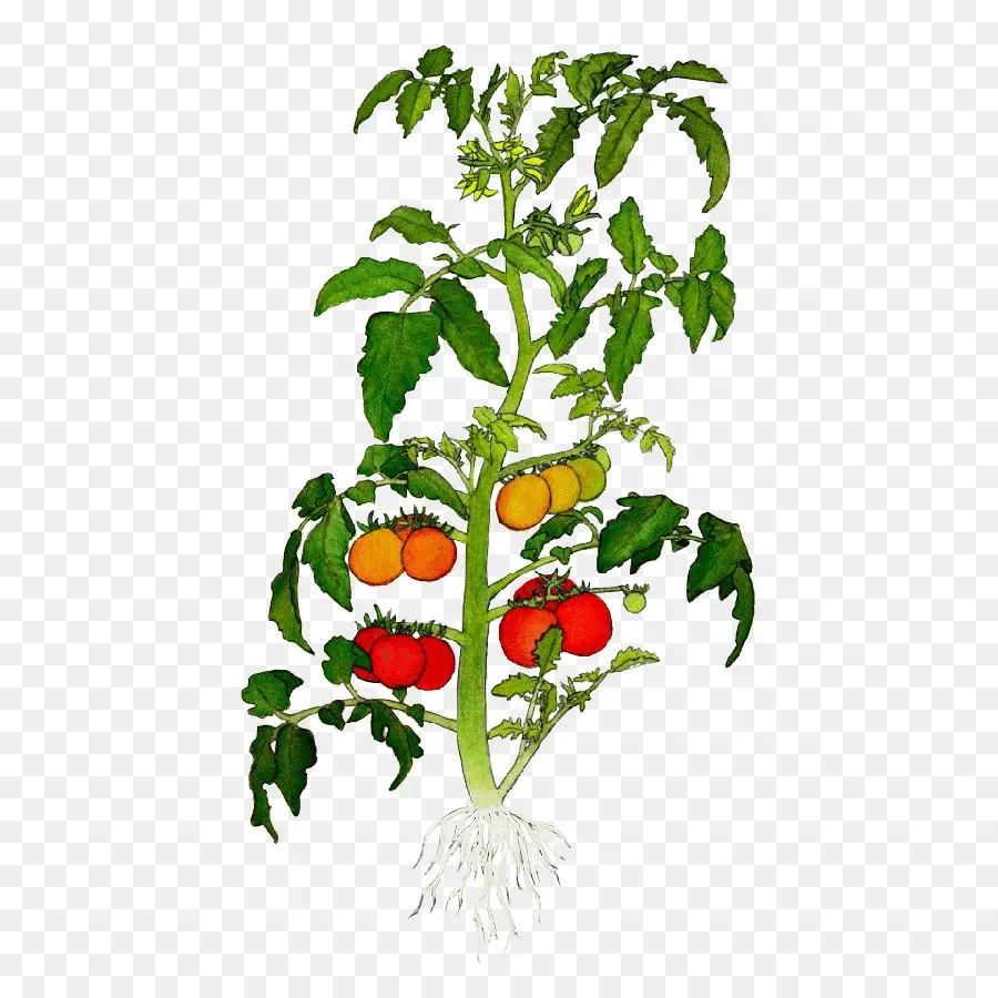 Herança De Tomate，Botânico Ilustração PNG