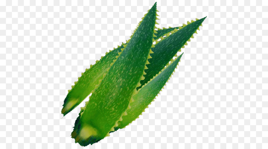 Aloe Vera，Babosa PNG