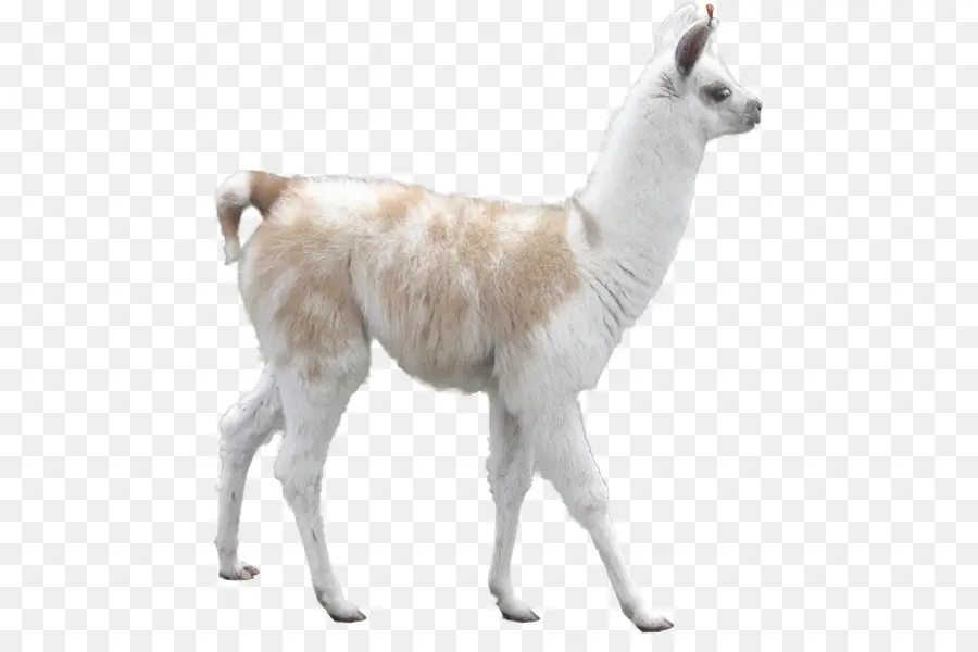 Lhama，Alpaca PNG