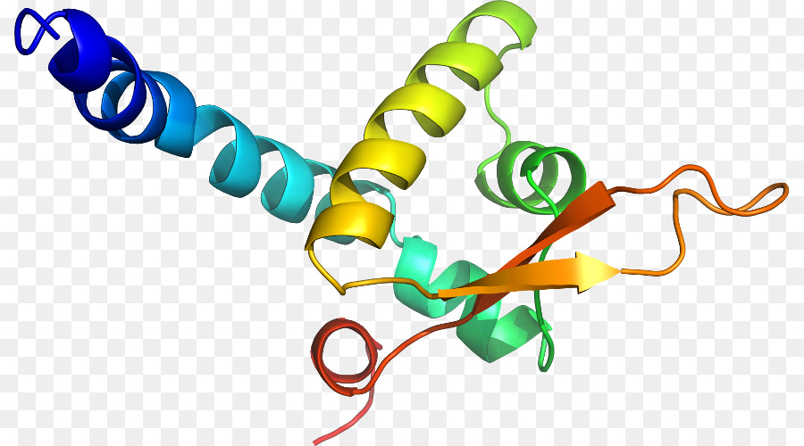 Estrutura Proteica，Biologia PNG