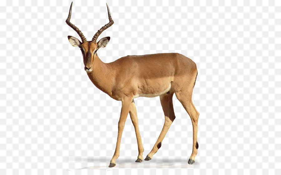 A Impala，Antelope PNG