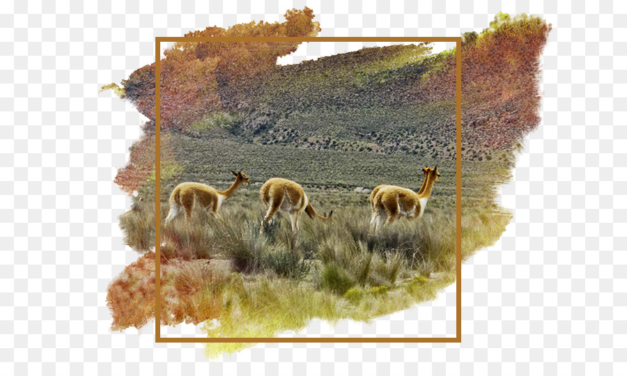 Alpaca，Tapete PNG