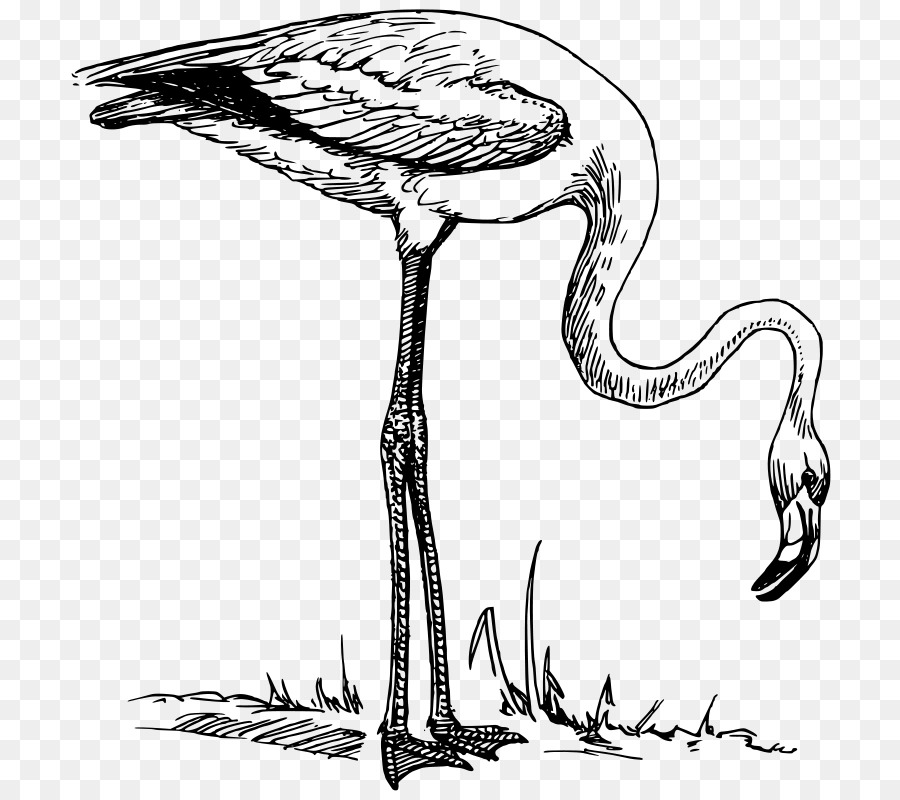 Flamingo，Download PNG