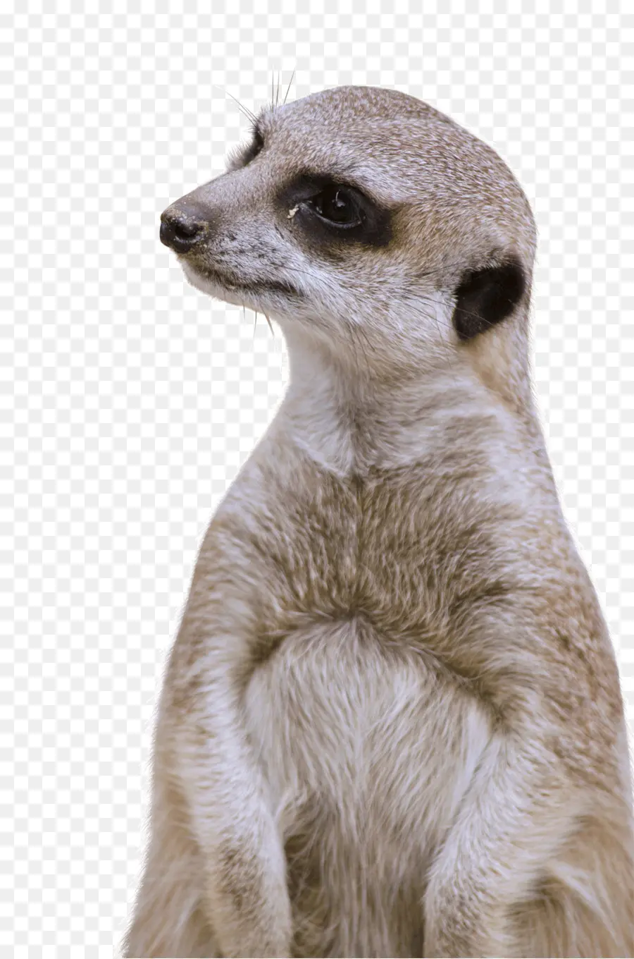 Meerkat，Compare Os Meerkat PNG