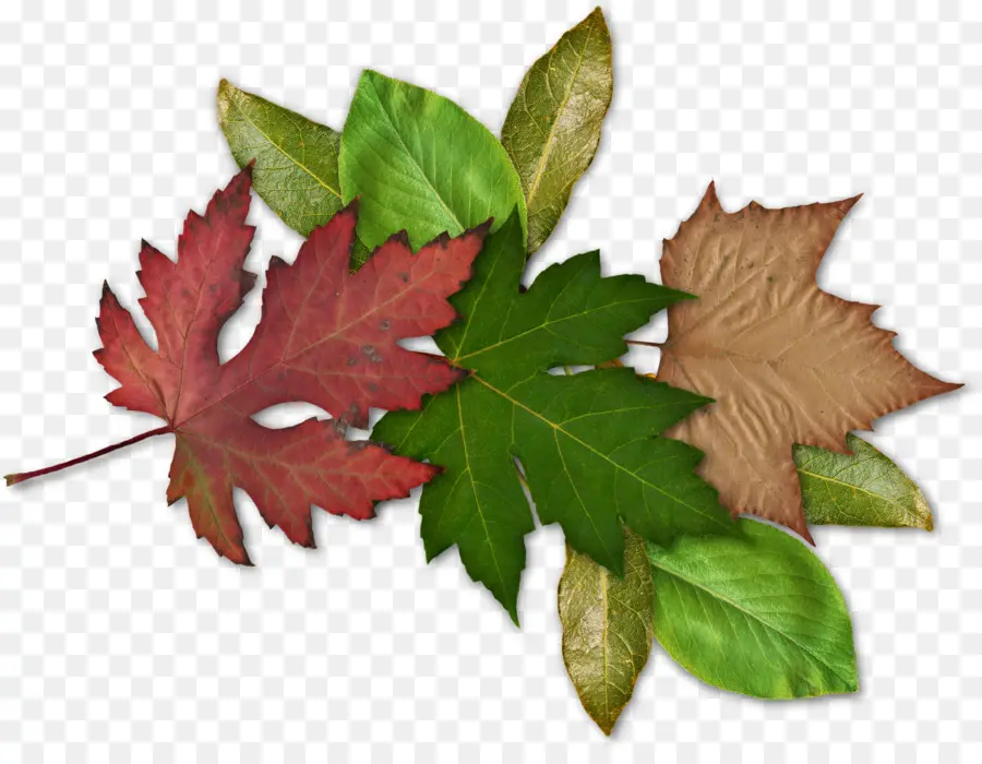 Folha，Maple Leaf PNG