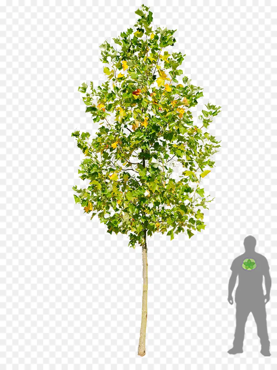 Árvore，Natureza PNG