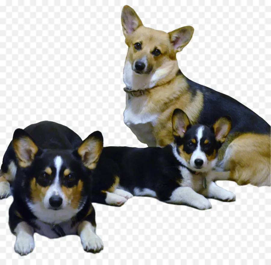 Três Corgis，Cães PNG