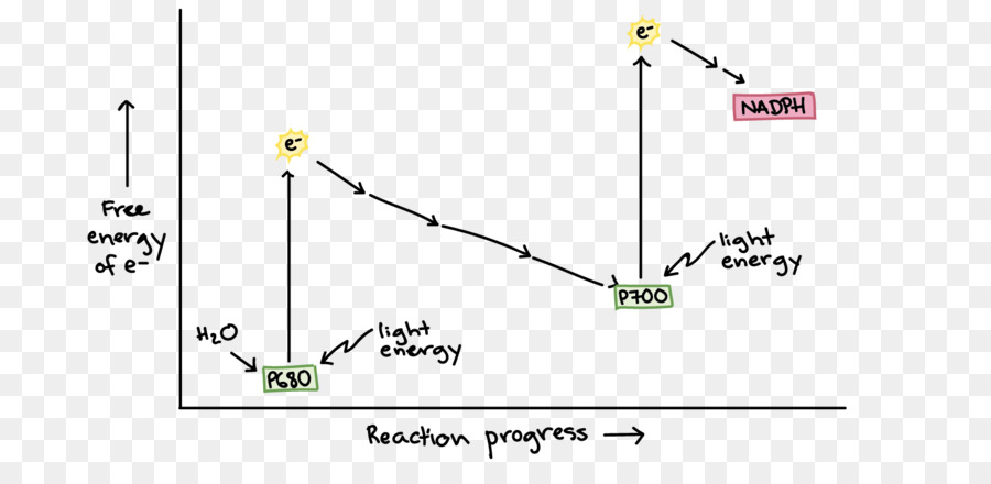 Linha，Diagrama De PNG