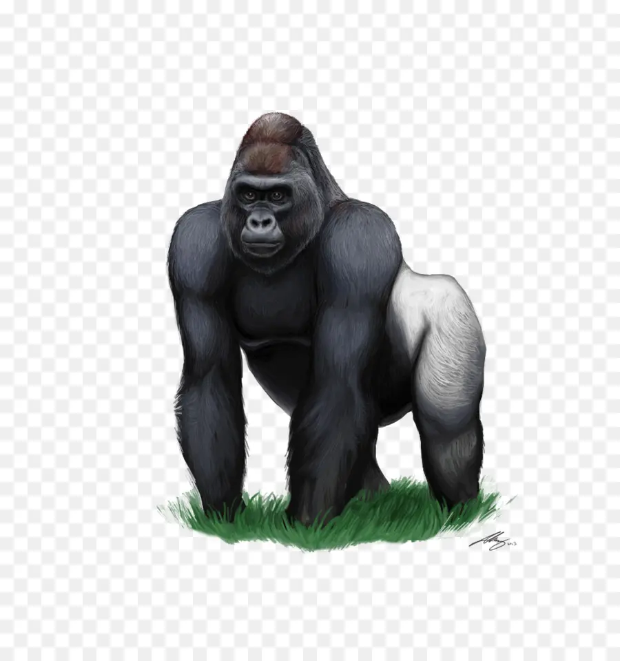 Gorila，Gorila Das Montanhas PNG