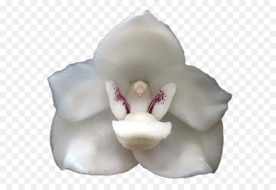 Orquídea Branca，Pétalas PNG