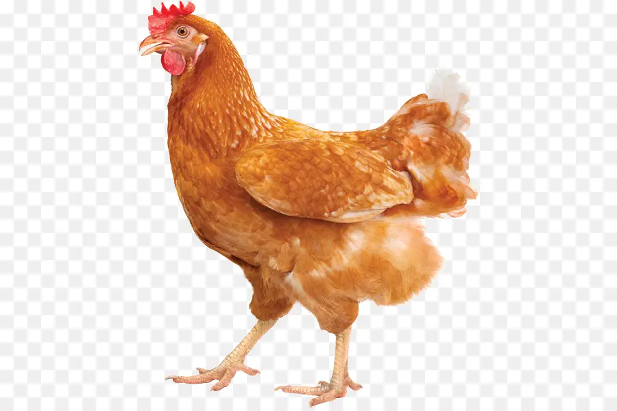 Frango Engraçado，Pássaro PNG