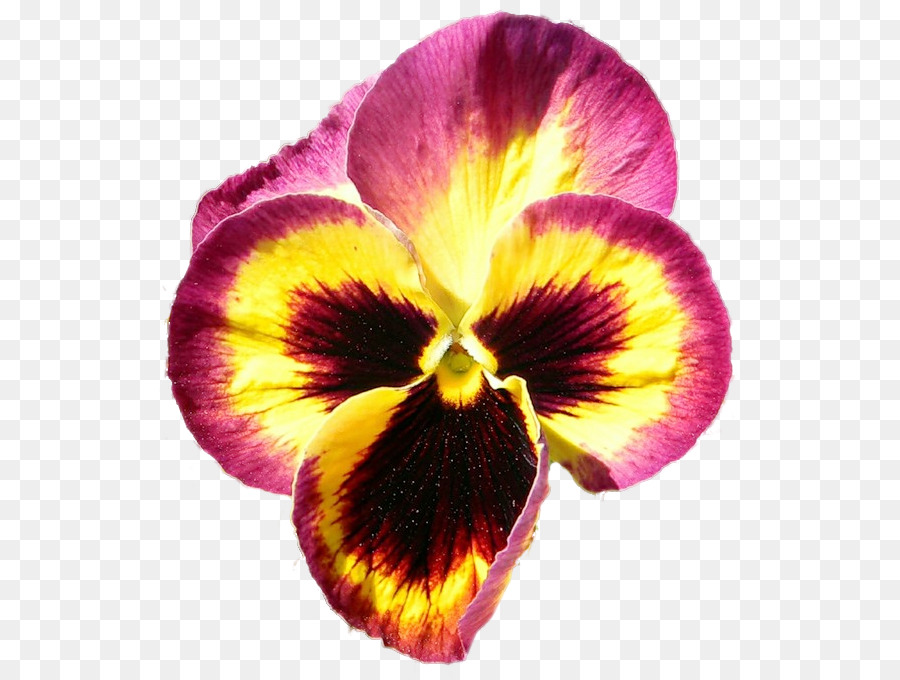 Pansy，Roxo PNG