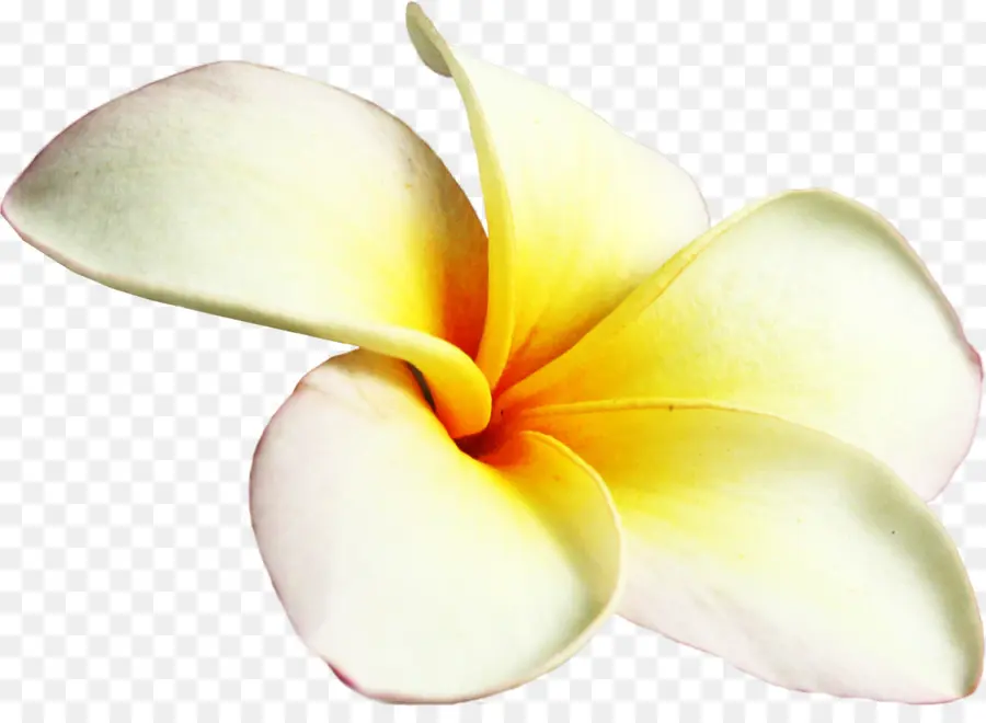 Frangipani，Flor PNG