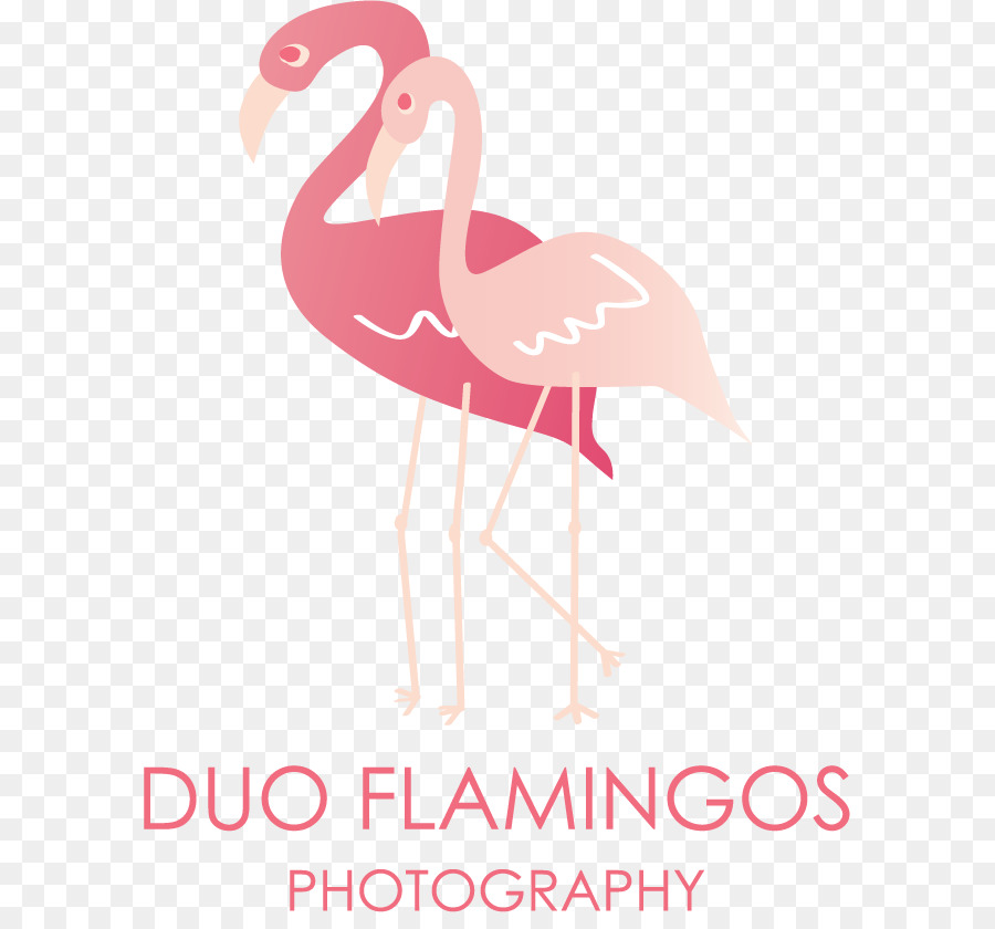 Palavra，Duo Flamingos Fotografia PNG