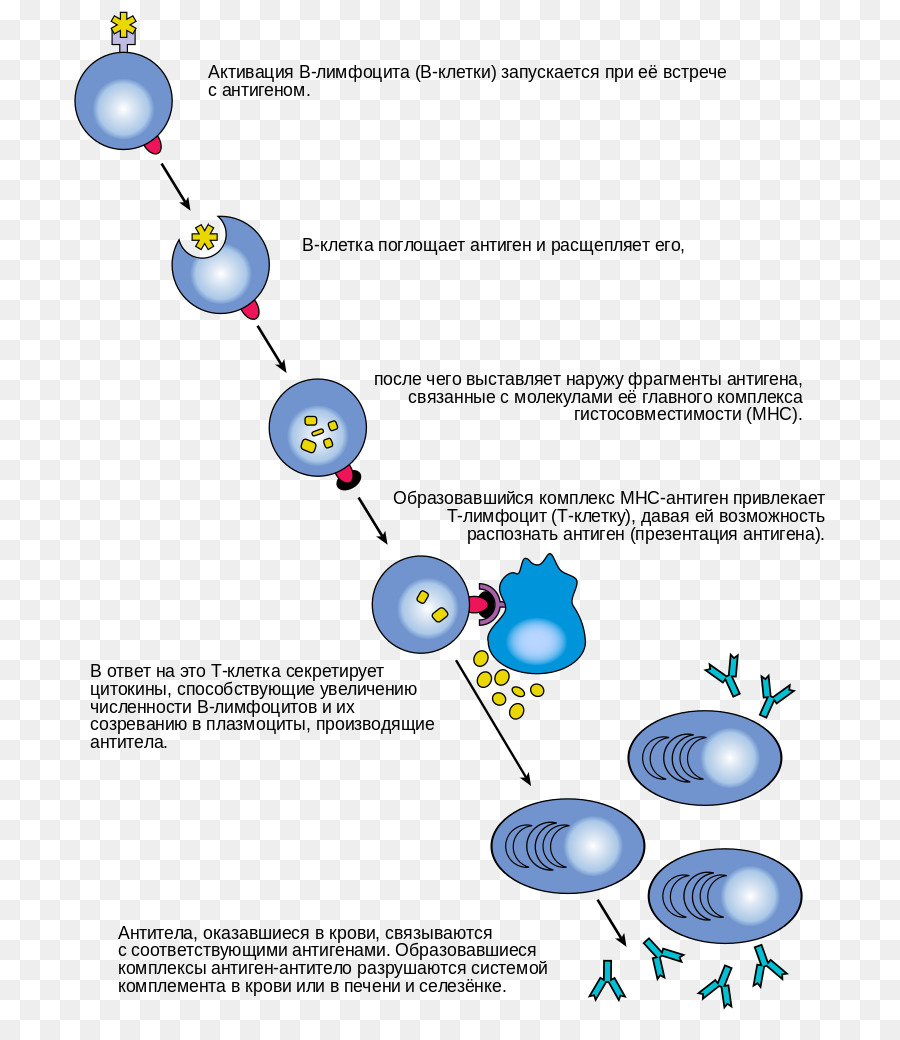 Célula B，Linfócitos PNG