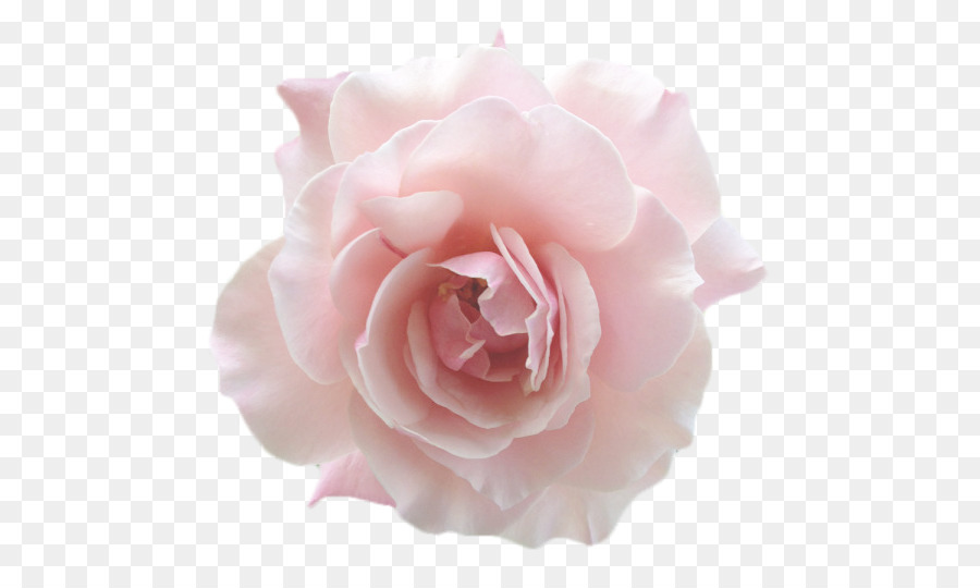 Rosa，Florescer PNG