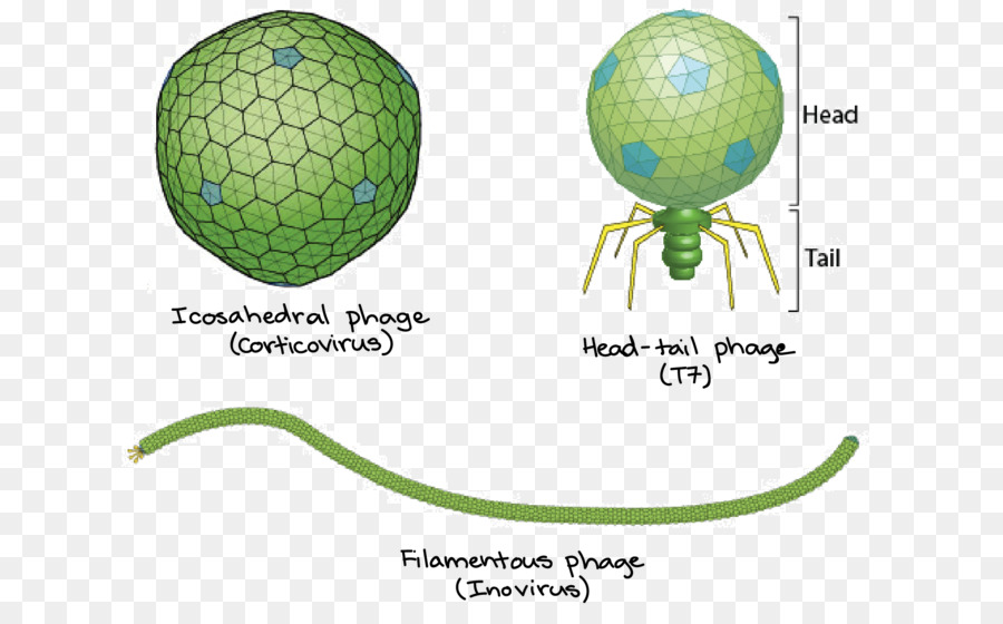 Bacteriófago，Filamentosas Bacteriófago PNG