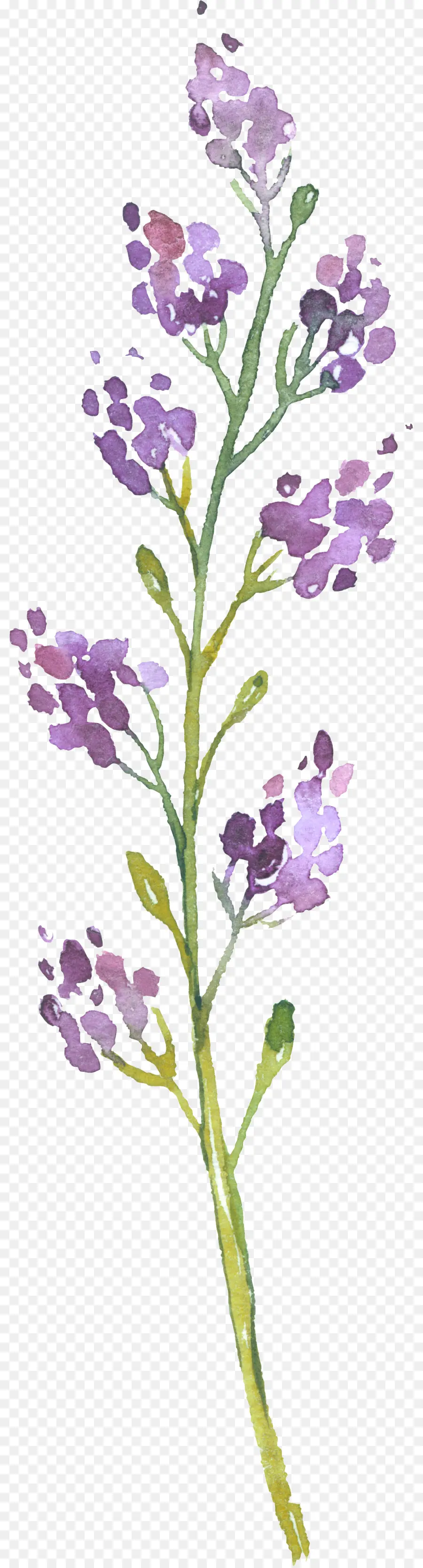 Lavanda，Roxo PNG