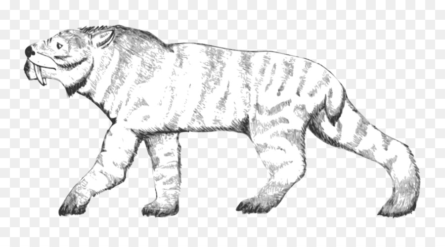 Leão，Wildcat PNG