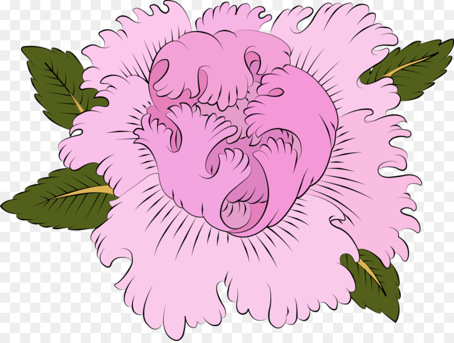 Rosaceae，Gato PNG