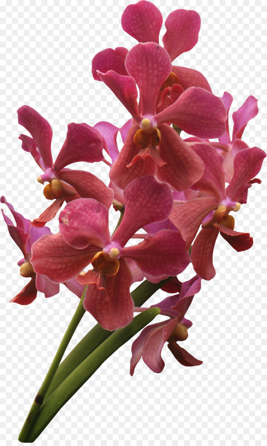 Orquídea Vermelha，Orquídea PNG