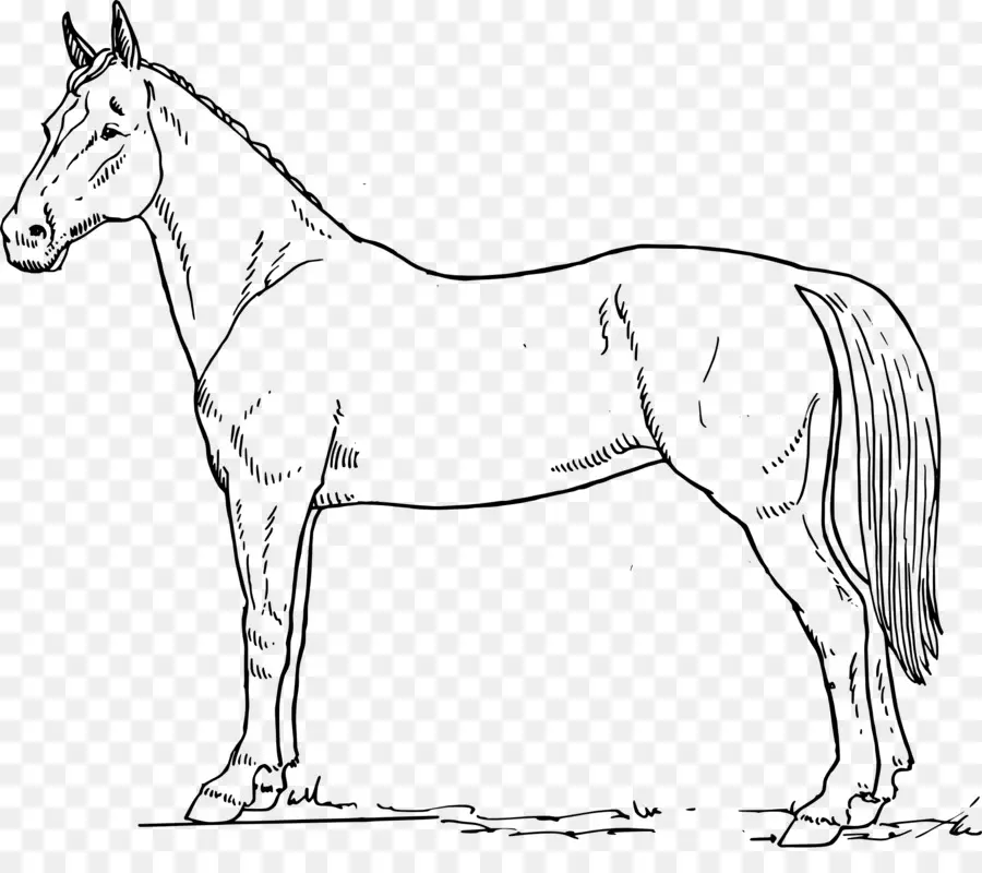 Cavalo，Equino PNG