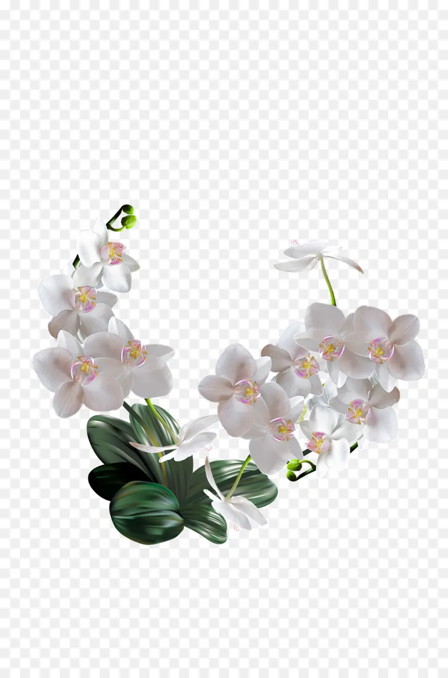 Orquídeas，Flor PNG