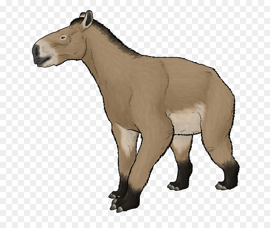 Urso De Desenho Animado，Mamífero PNG