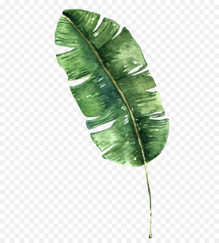 Banana Leaf，Bible PNG
