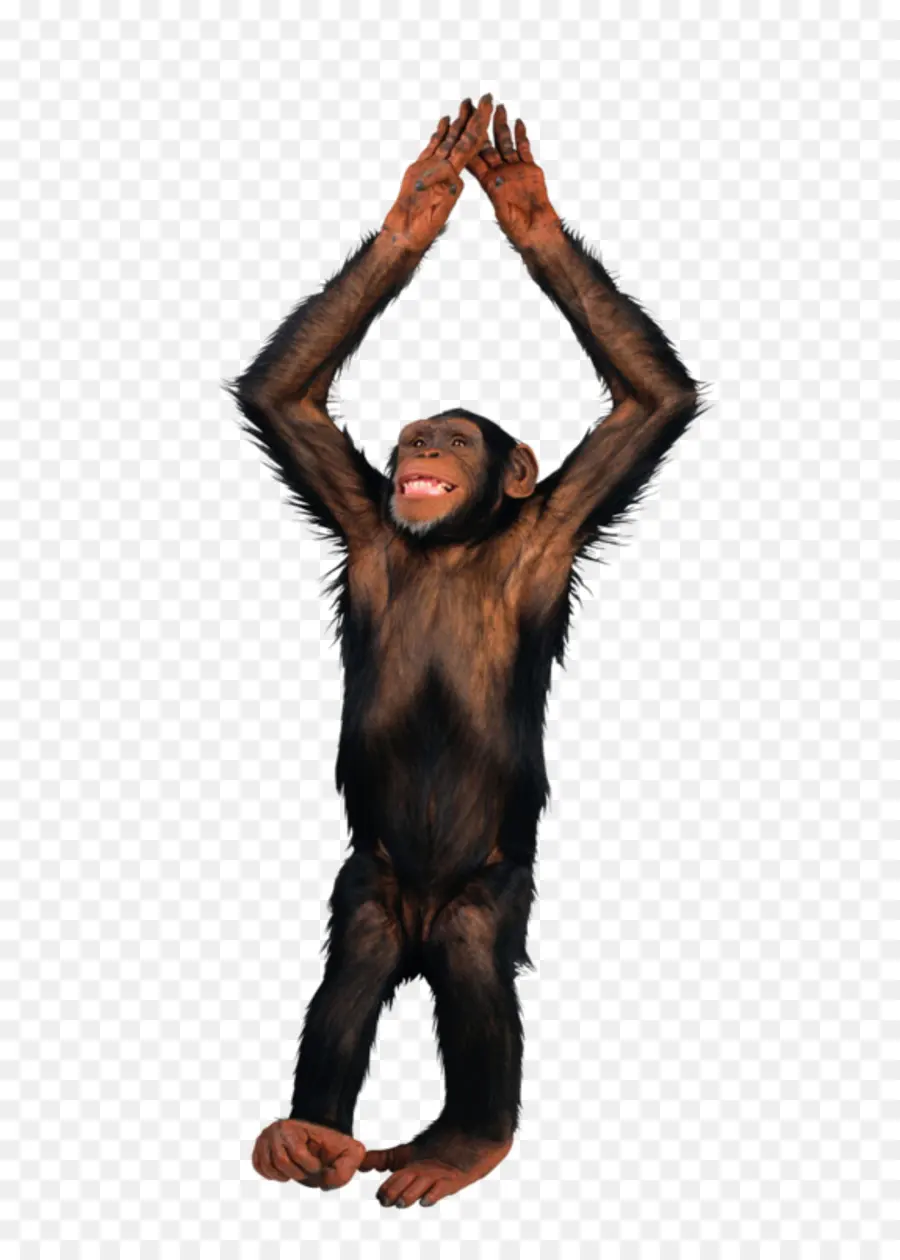 Macaco，Chimpanzé PNG