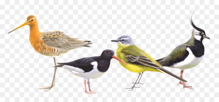 Aves，Oranjepolder PNG